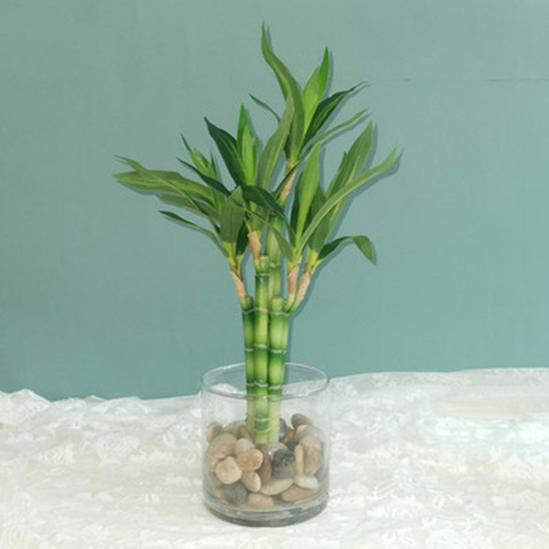 Aquarium Plant Display - Nouveau 40cm rFtificial chanceux bambou succulente