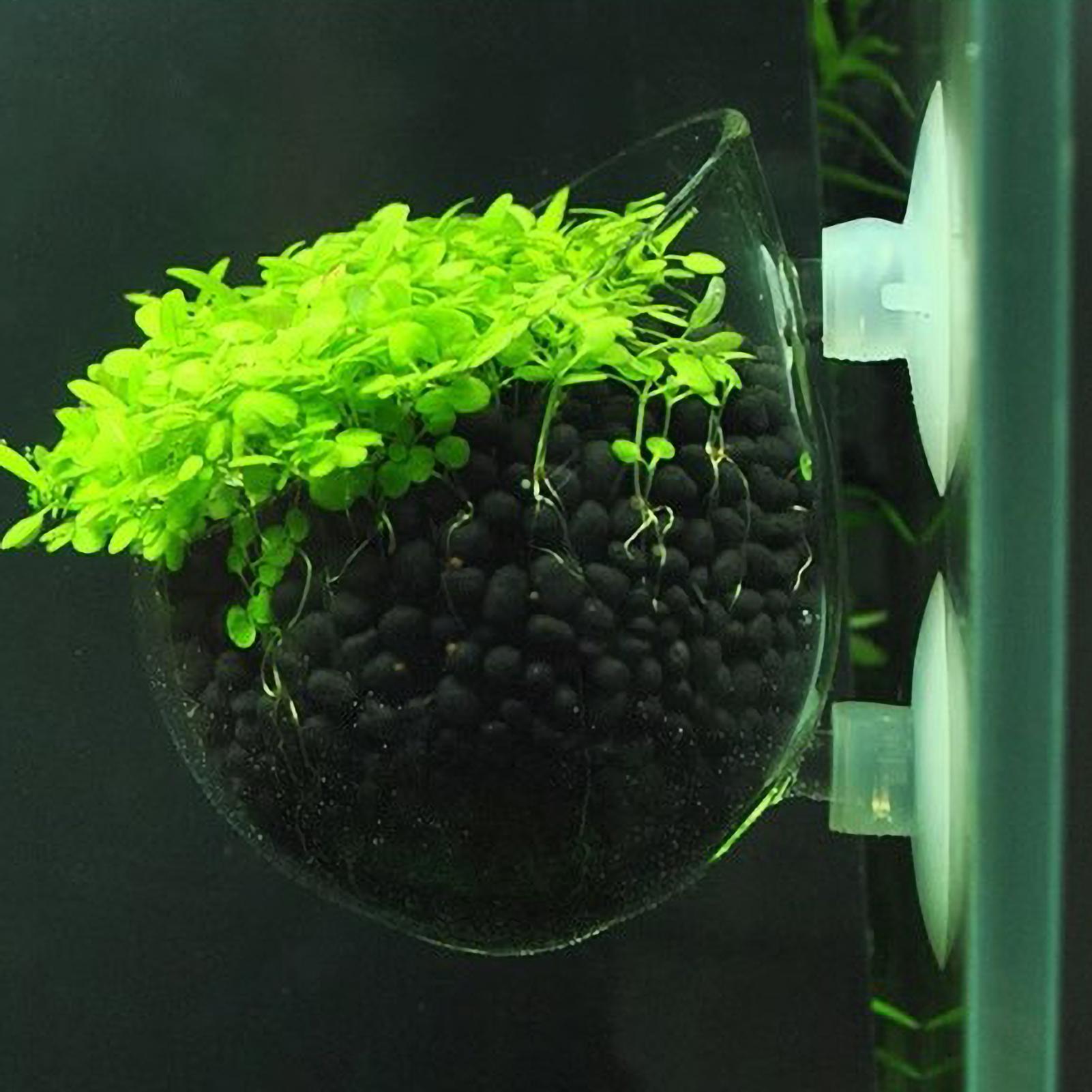 Aquarium Plant Vine - Support pour plantes d'aquarium en verre