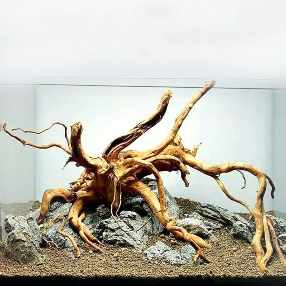 Aquarium Planted Wood - Tronc d'arbre naturel pour décoration d'aquarium,