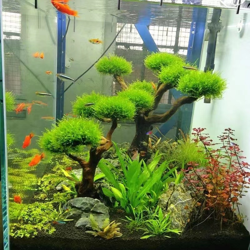 Aquarium Planted Wood - Cadre en bois de verdissement pour