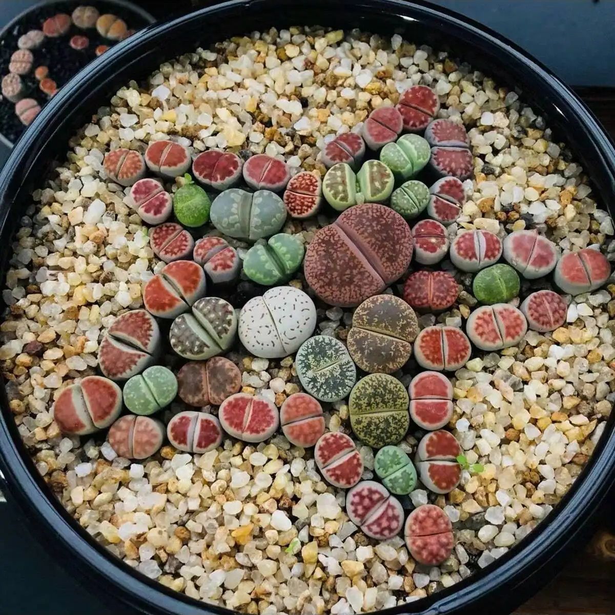Pierre de gravier en cristaux  - Aquarium Planted Soil avis et prix