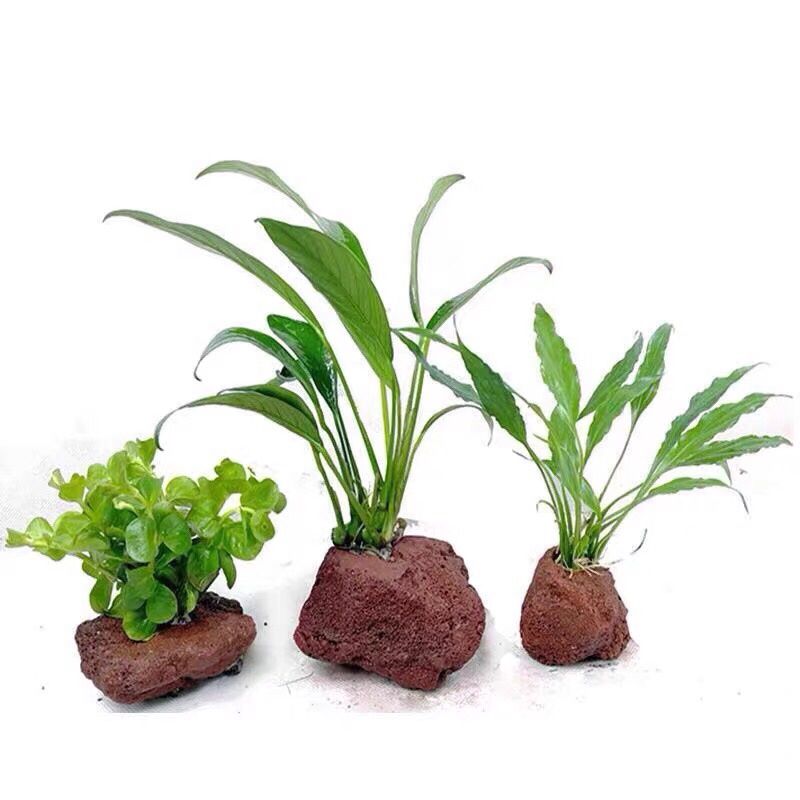 Abri pour poissons et crevette - Planted Aquarium With Rocks avis et prix