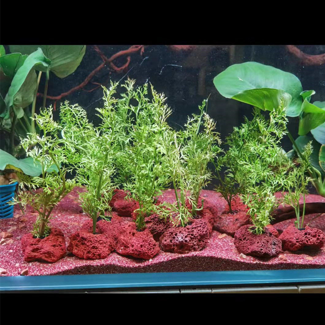 Abri pour poissons et crevette - Planted Aquarium With Rocks avis et prix