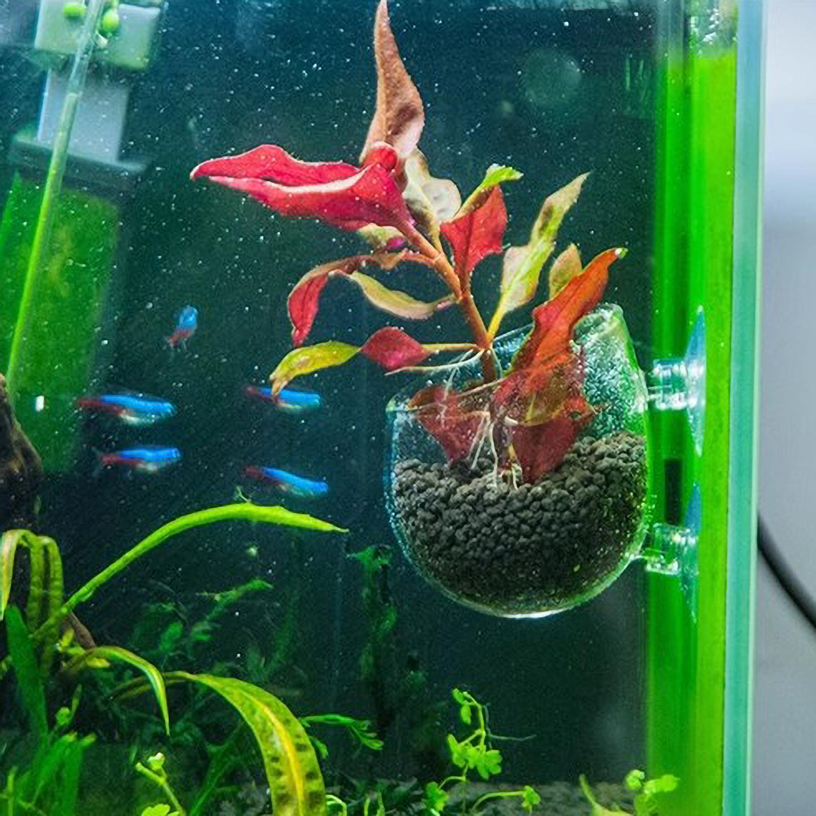 Support pour plantes d'aquariu - Aquarium Plant Vine avis et prix
