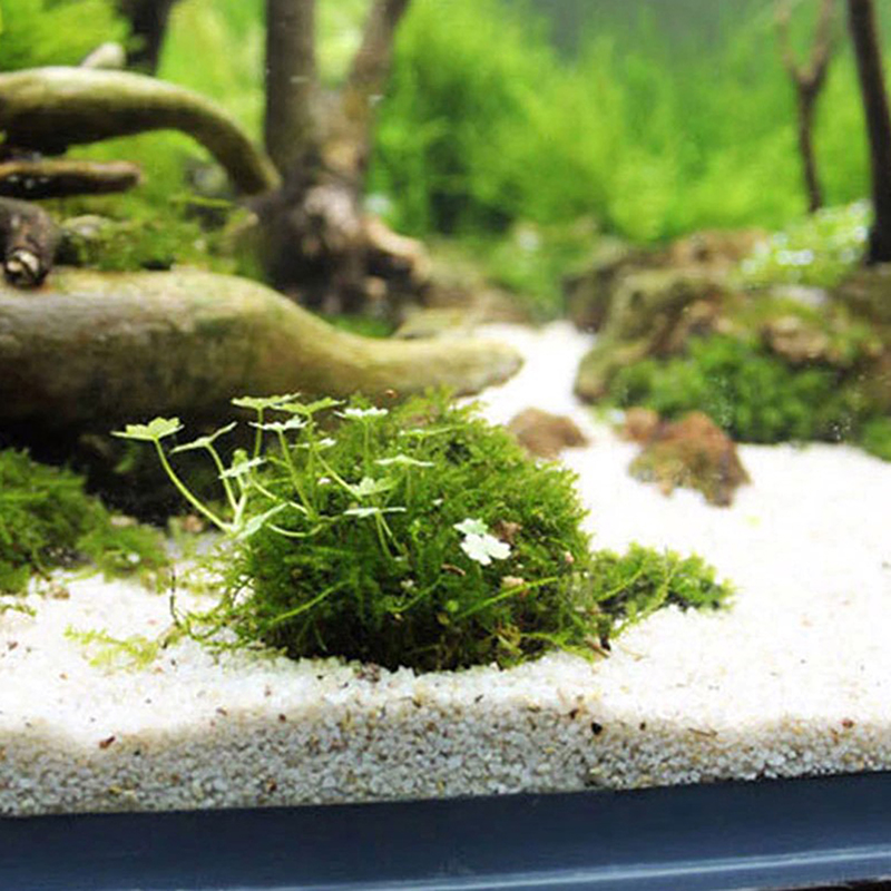 Fournitures aquatiques pour an - Planted Aquarium Models avis et prix