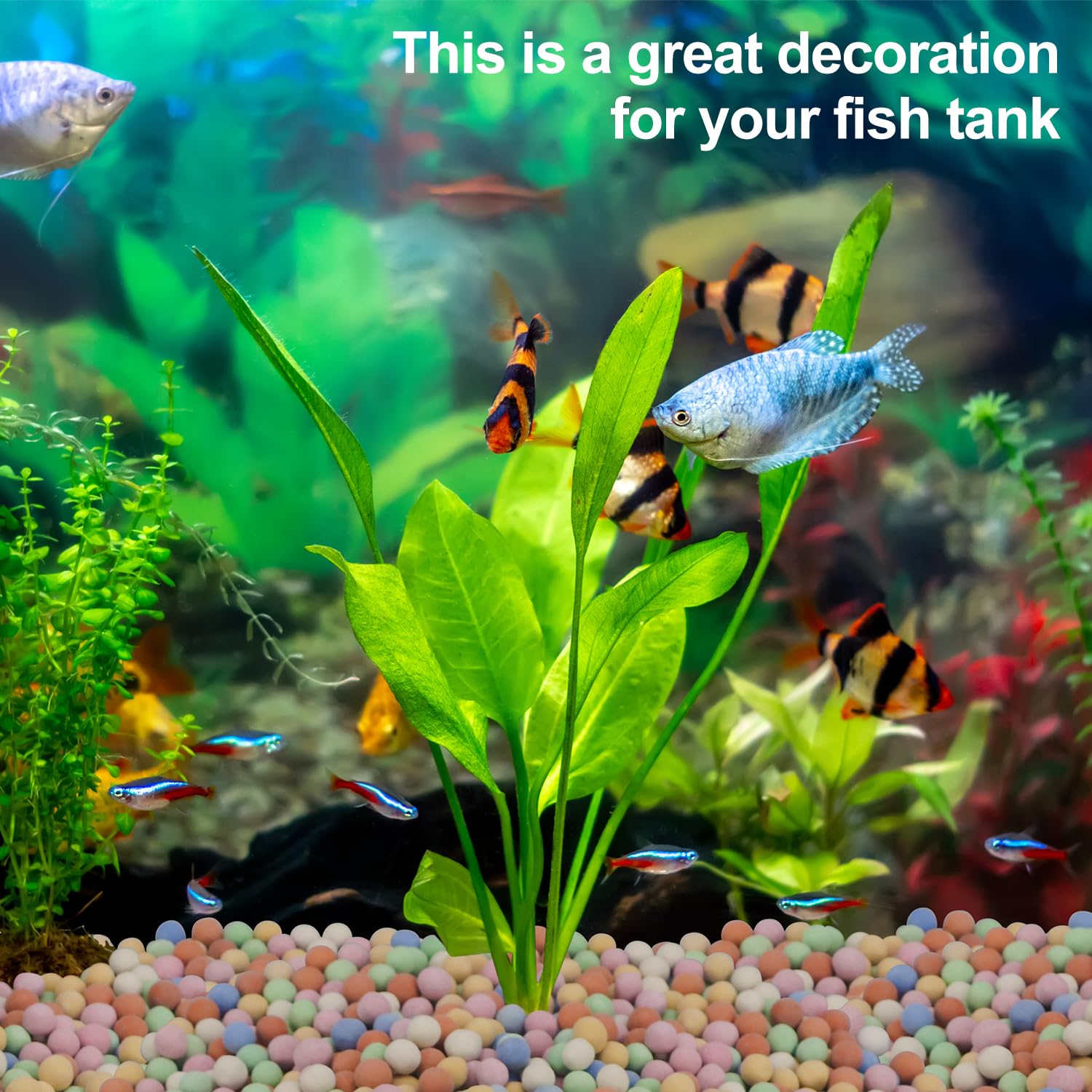 Plante hydroponique décorative - Aquasoil Substrate avis et prix