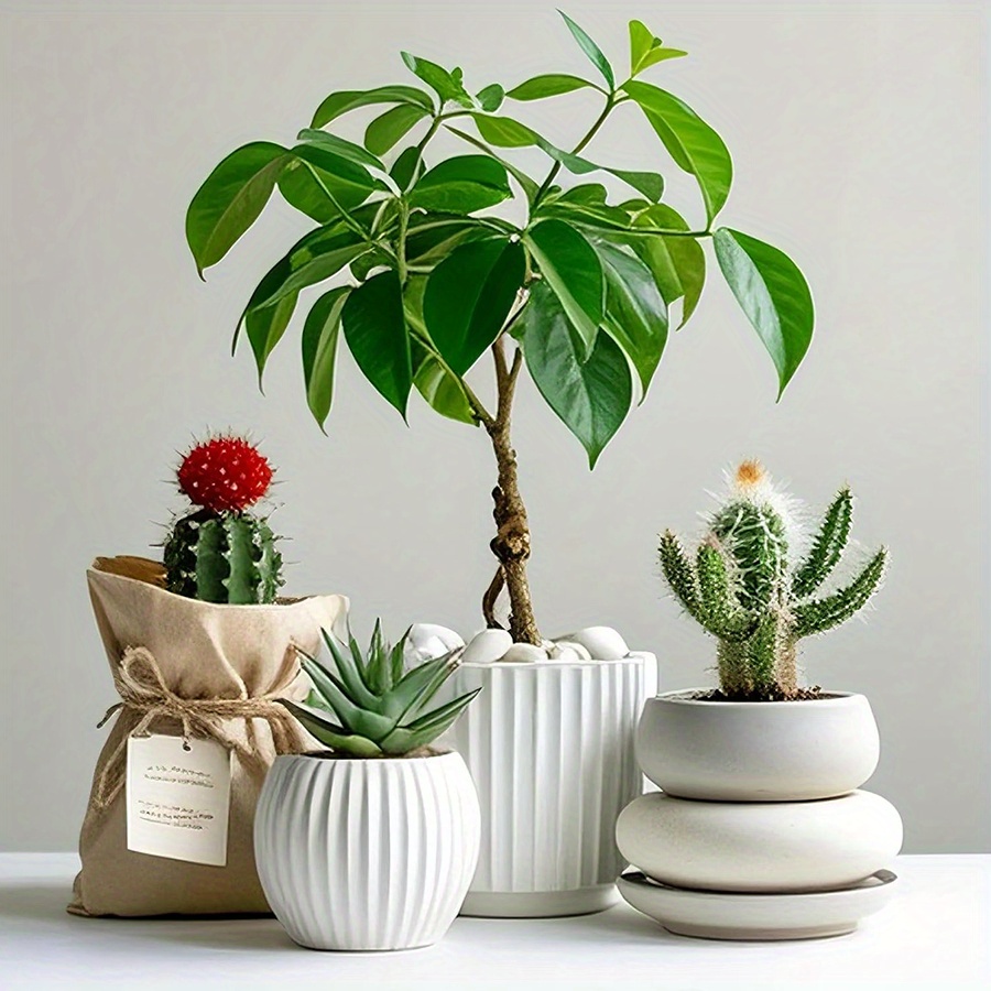 Cerfsets naturels blancs haute - Aquarium Plant Display avis et prix