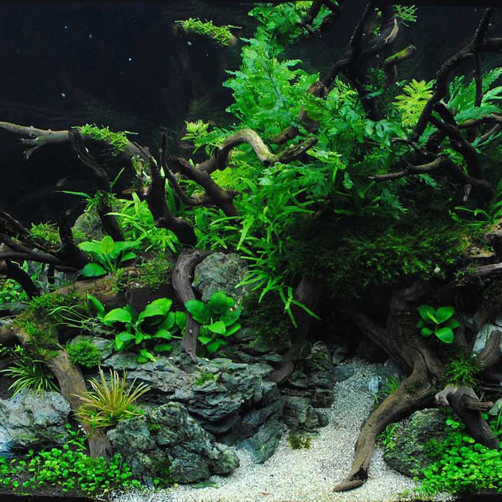 Bois N1N aménagement paysager  - Aquarium Planted Wood avis et prix