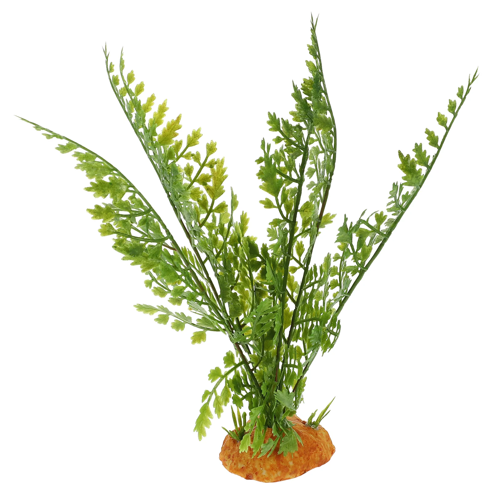 Plantes de Reptile, Terrarium, - Aquarium Plant Vine avis et prix