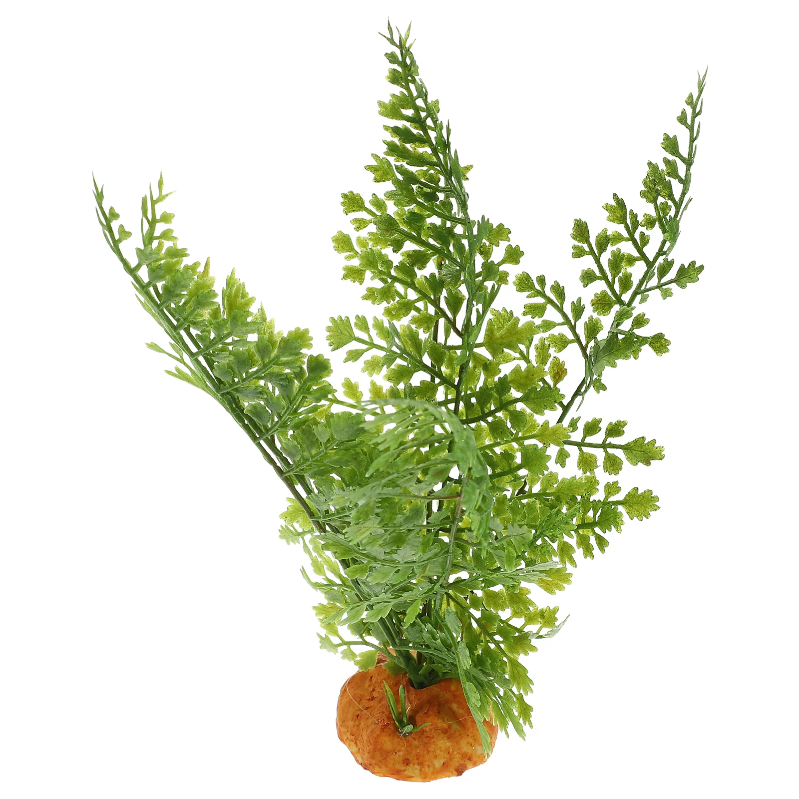 Plantes de Reptile, Terrarium, - Aquarium Plant Vine avis et prix