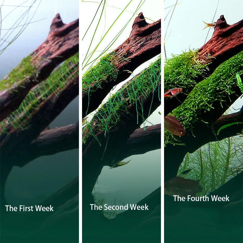 Fil de mousse biodégradable po - Planted Aquarium With Rocks avis et prix