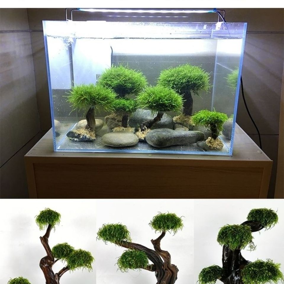 Cadre en bois de verdissement  - Aquarium Planted Wood avis et prix