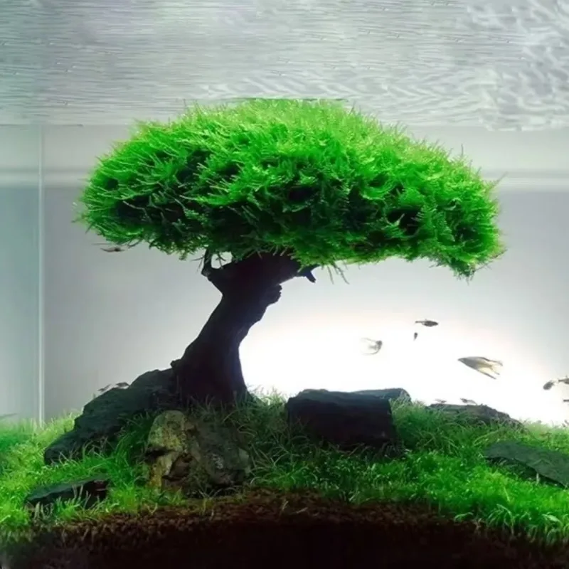 Plante de décoration d'aquariu - Planted Aquarium Without Fish avis et prix