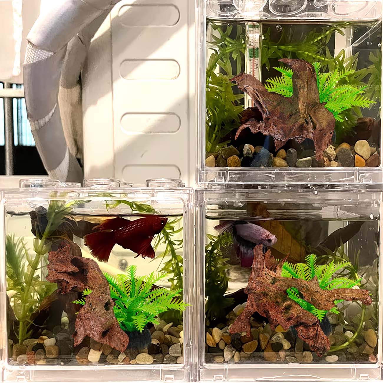 Bois flottant naturel de 5 à 1 - Aquarium Planted Wood avis et prix
