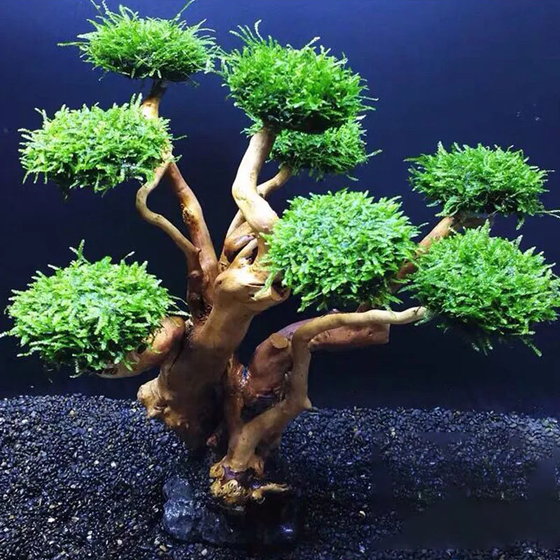 Plante d'aquarium en bois, déc - Planted Aquarium Without Fish avis et prix
