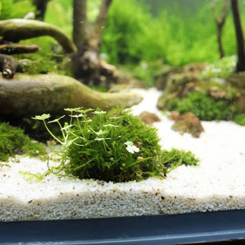 Support de boule de mousse d'a - Planted Aquarium Models avis et prix